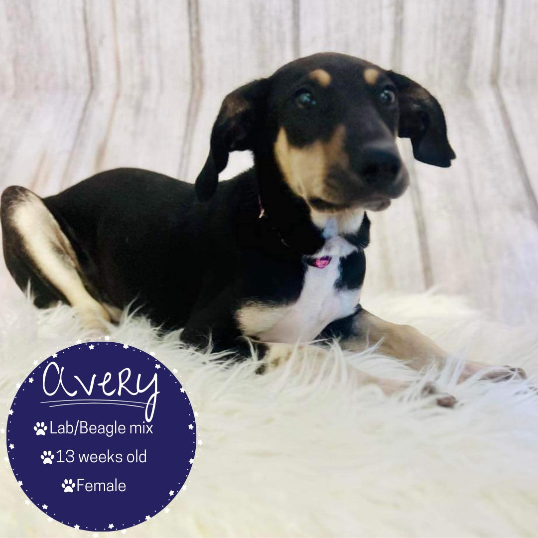 Weiße Holzhintergründe für die Fotografie S-2952