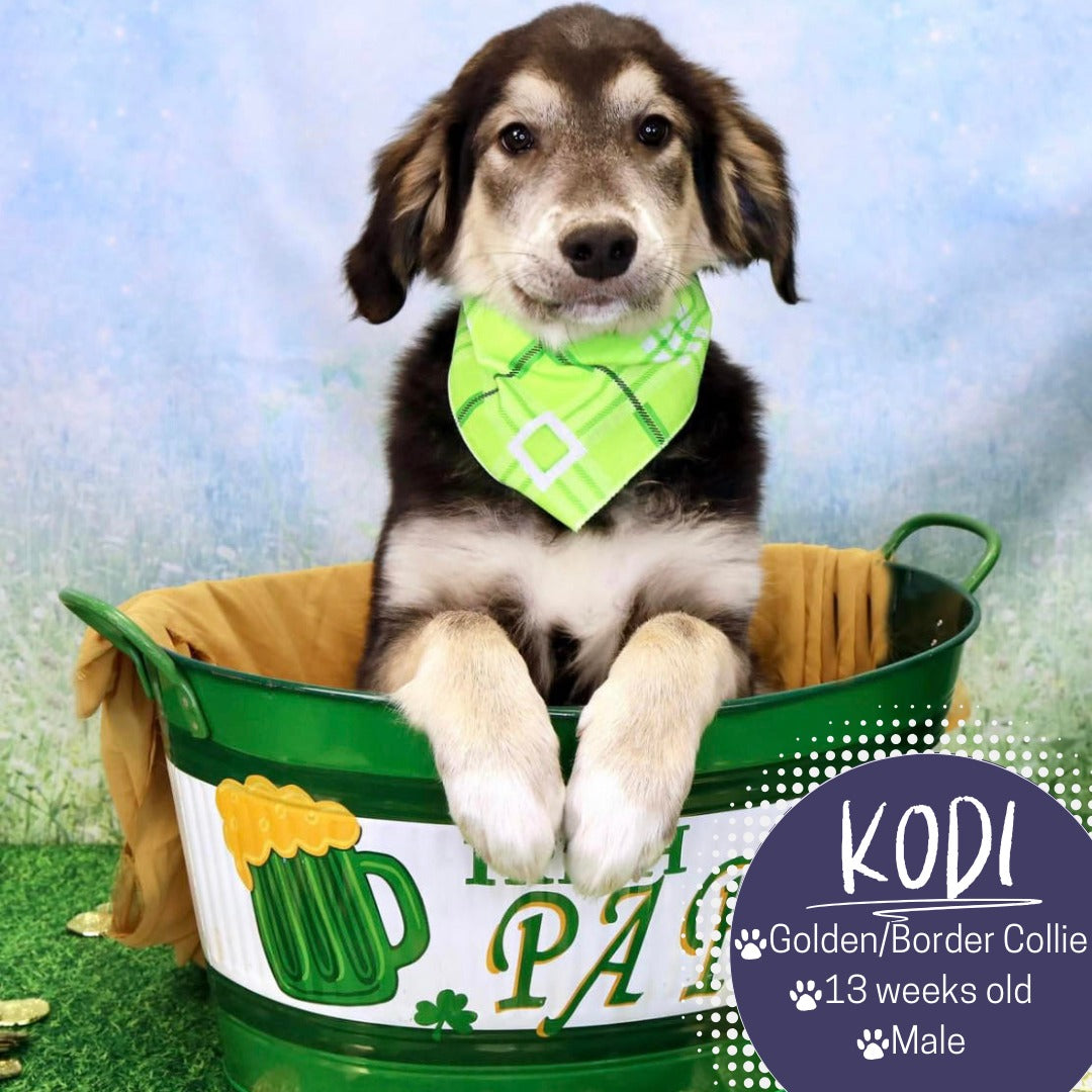 Wilde Blumen Feld Frühlings Fotografie Hintergrund D1065