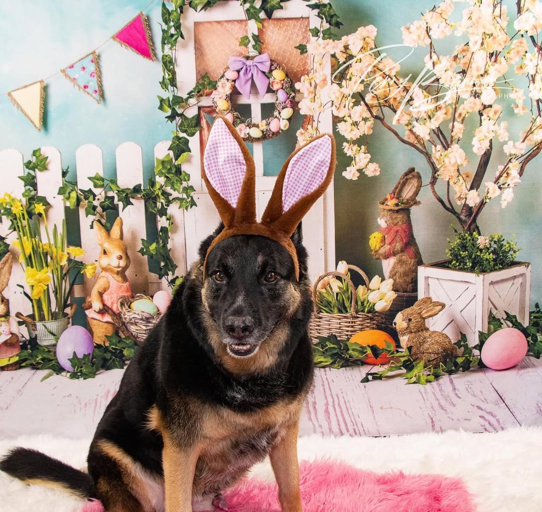 Ostern Hasen Eier Häschen Blumen Hintergrund D1053