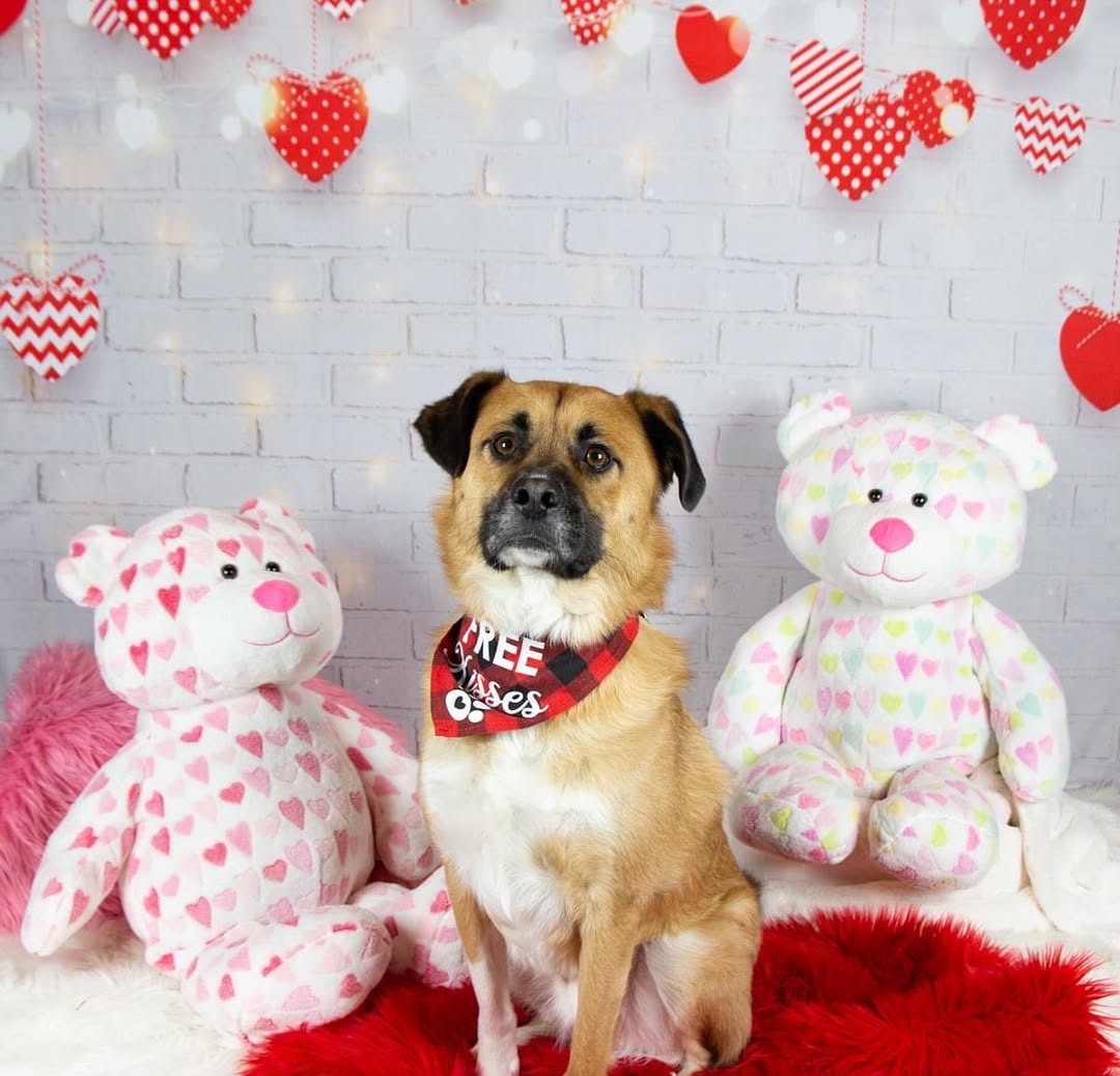 Brick Hearts Lights Backdrops für Valentinstag Fotoshooting D691