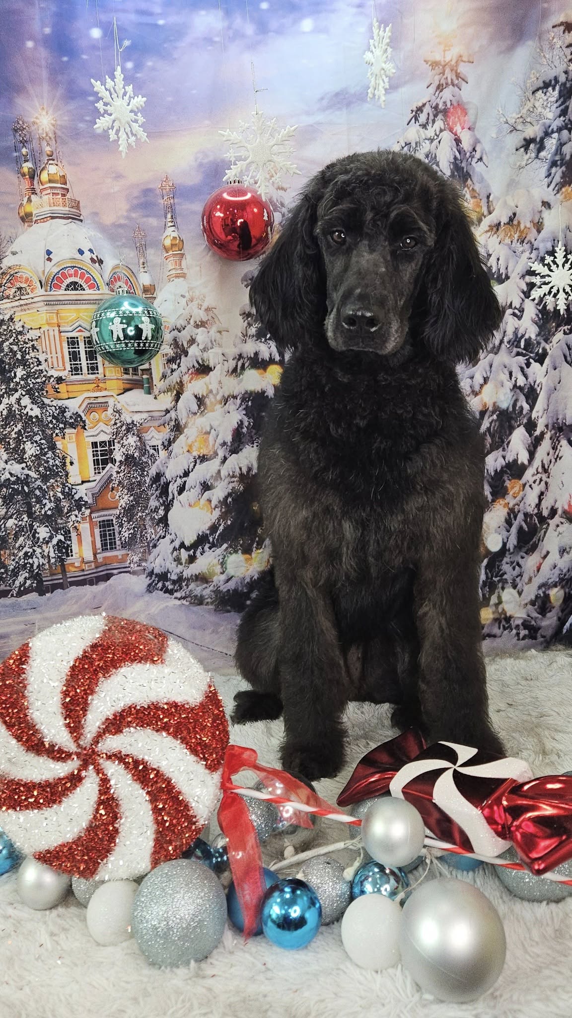 Winterschloss verschneite Straße Baum Fotokulisse M9-12