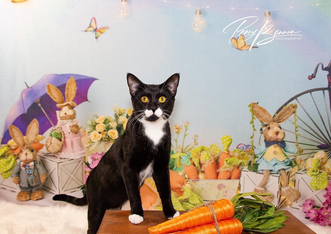 Osterdekoration Hintergrund Häschen Blumen D1075