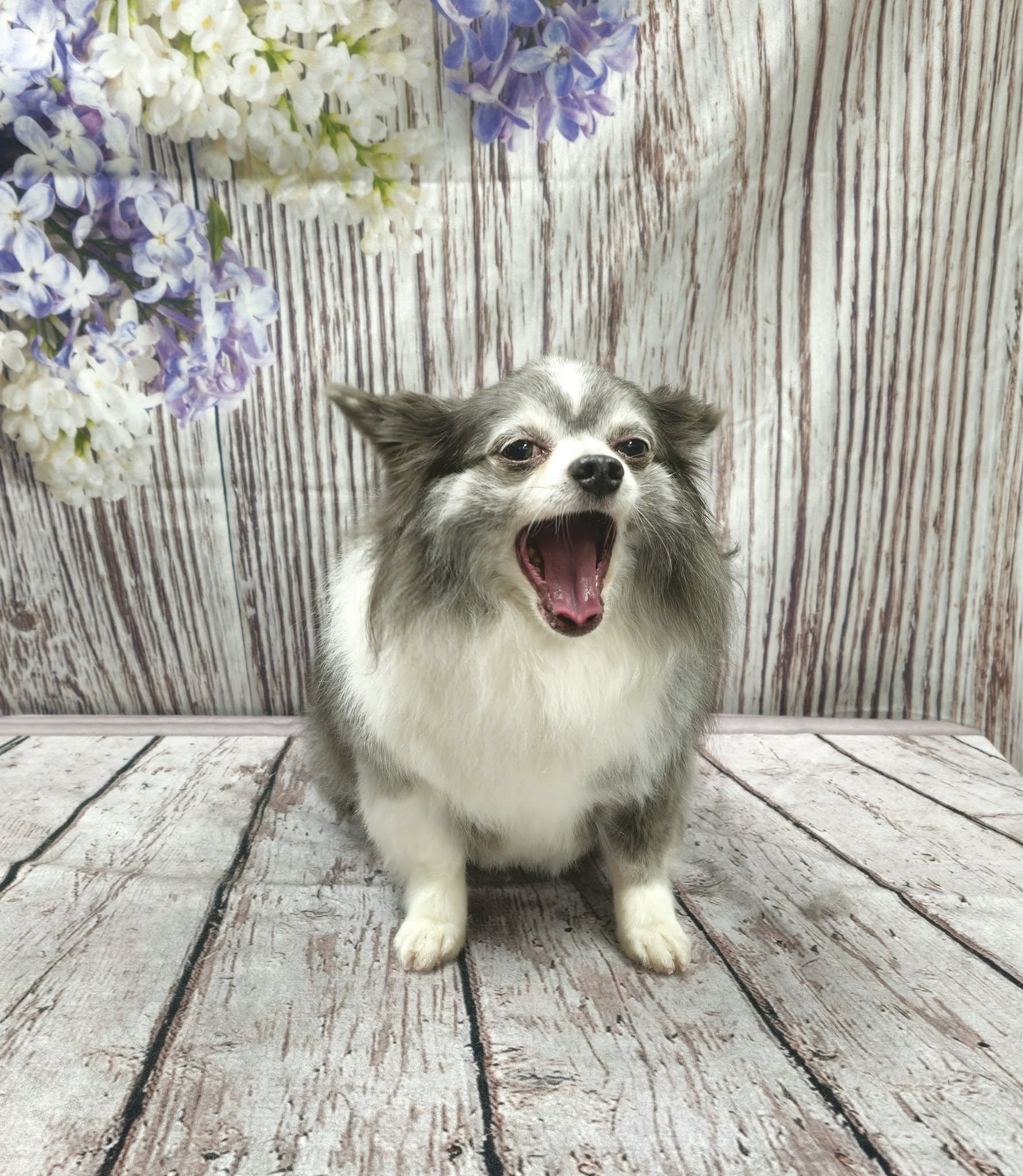 Flieder Blumen Violett Blumen Holz Wand Fotografie Hintergrund F-2341