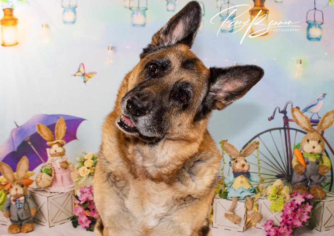 Osterdekoration Hintergrund Häschen Blumen D1075