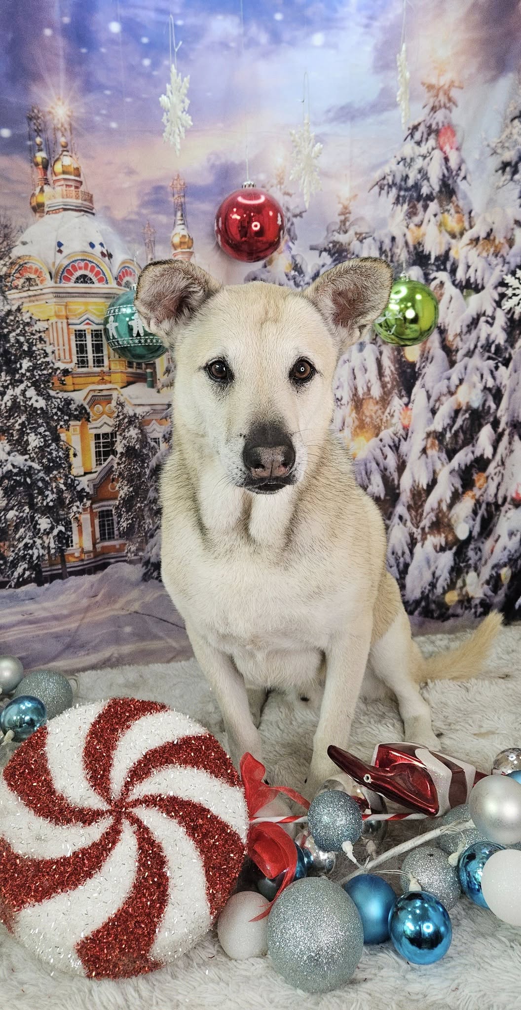 Winterschloss verschneite Straße Baum Fotokulisse M9-12