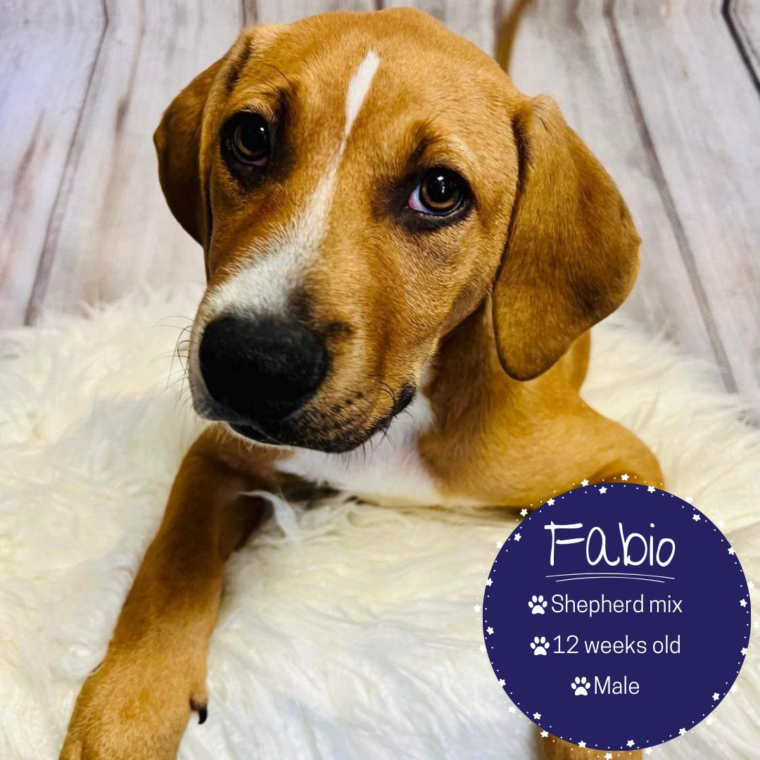 Weiße Holzhintergründe für die Fotografie S-2952