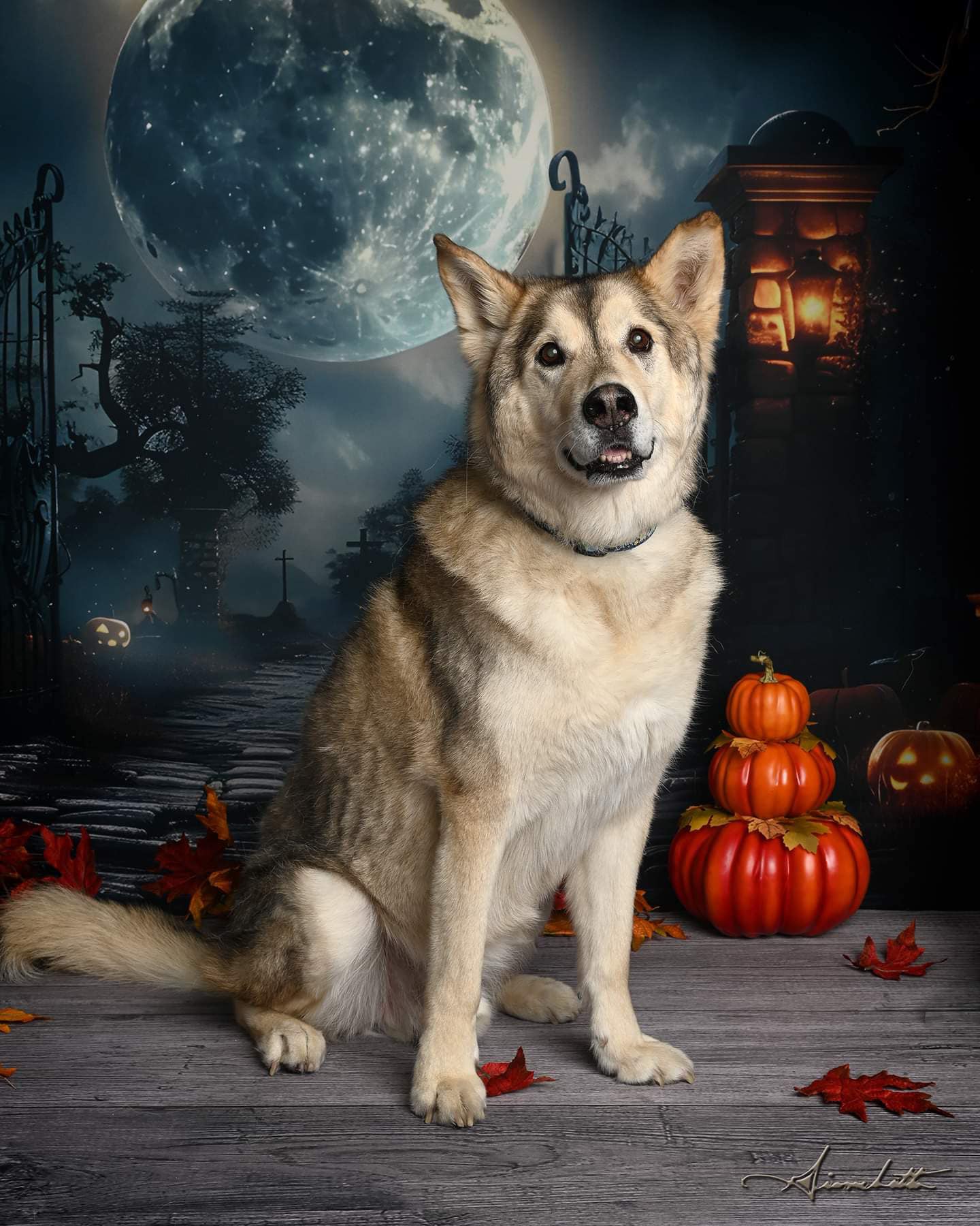 Halloween Dunkles Friedhofstor Skelett Fotokulisse RR7-455