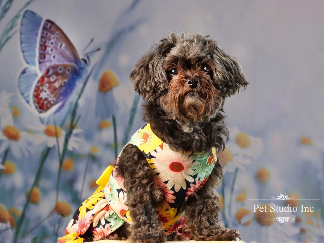 Gänseblümchen Schmetterling Frühling Fotografie Hintergrund SH-818