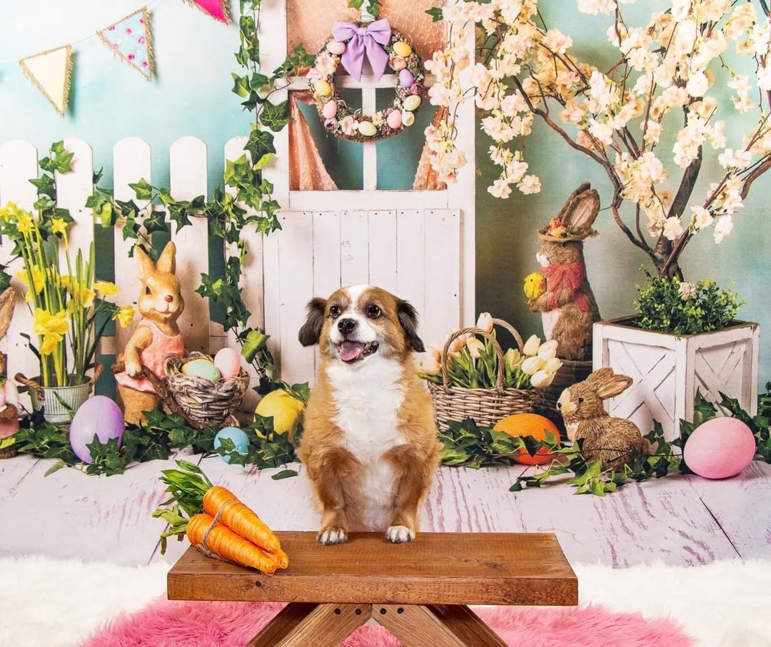 Ostern Hasen Eier Häschen Blumen Hintergrund D1053