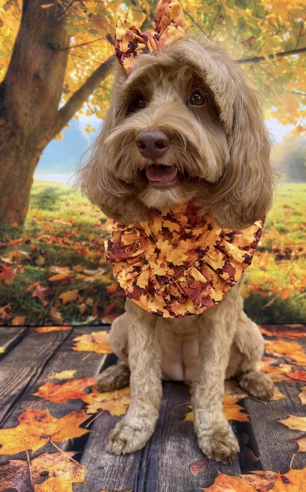 Ahornblätter auf Holzboden Herbsthintergrund M6-98