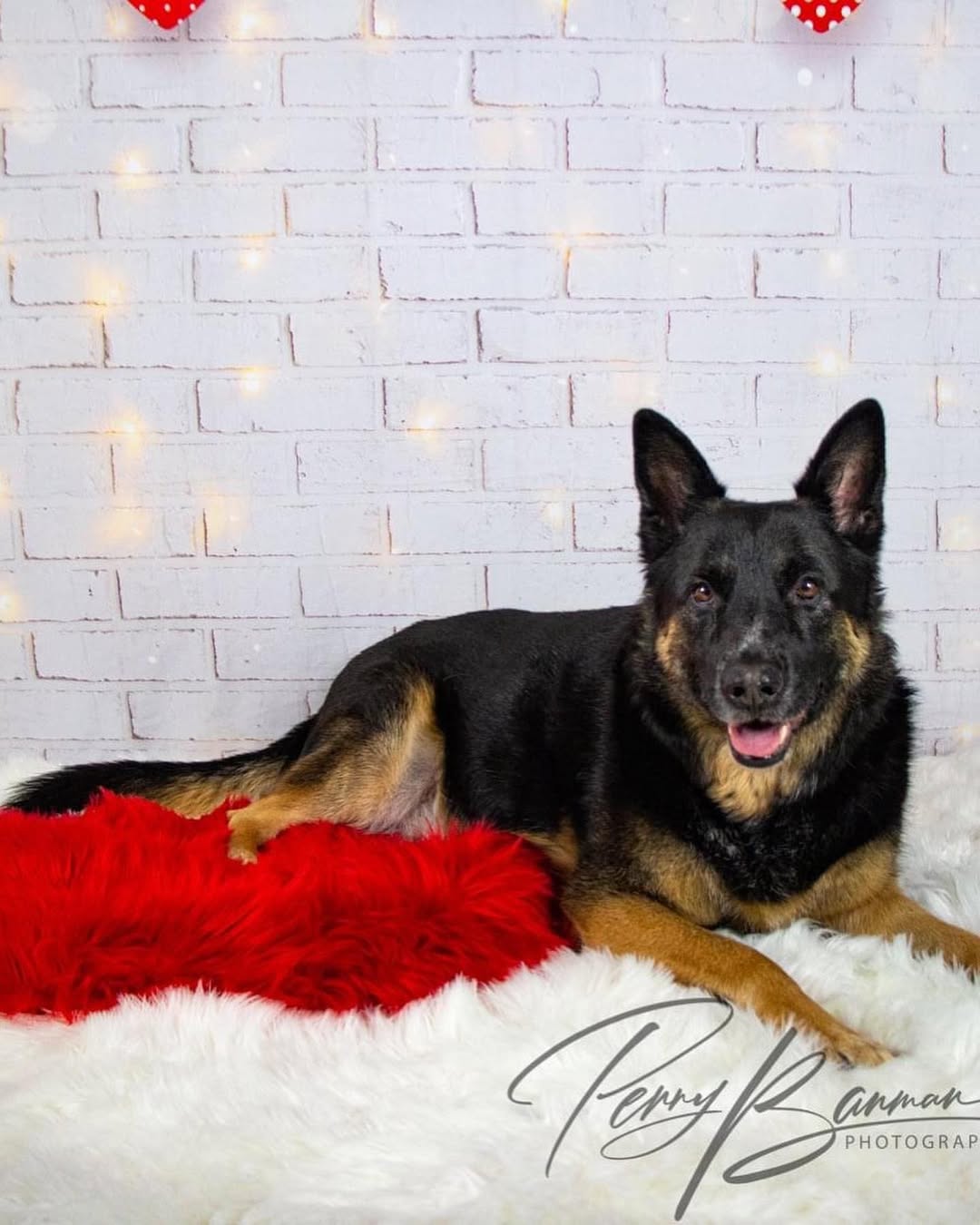 Brick Hearts Lights Backdrops für Valentinstag Fotoshooting D691