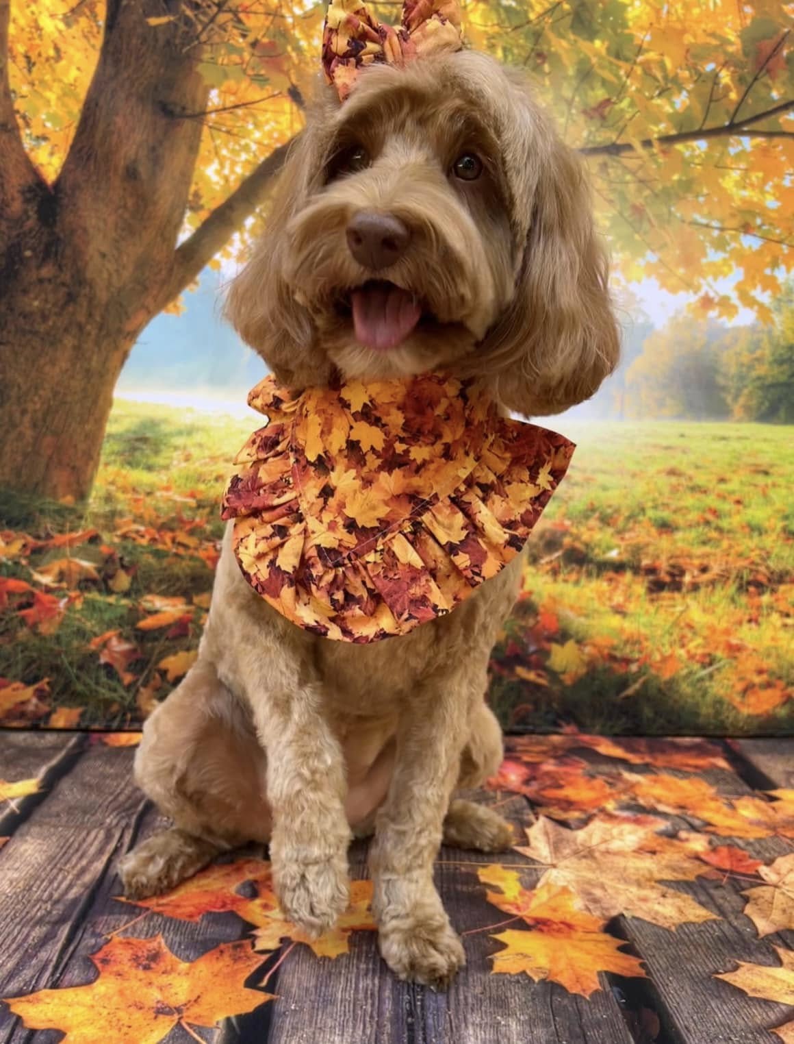 Ahornblätter auf Holzboden Herbsthintergrund M6-98