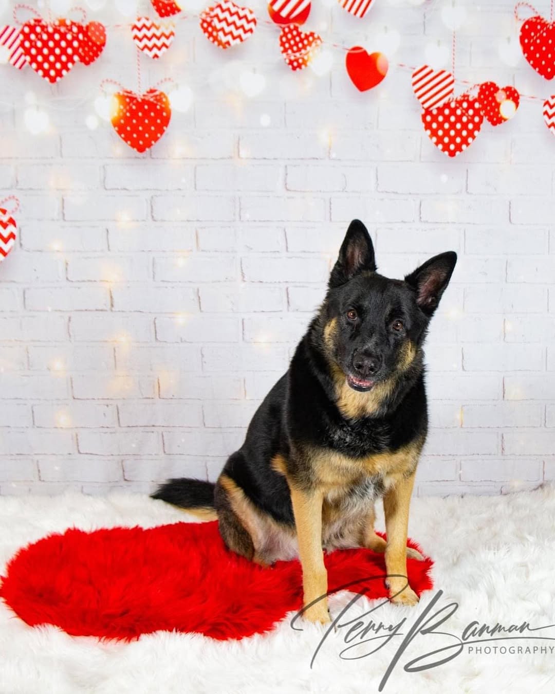 Brick Hearts Lights Backdrops für Valentinstag Fotoshooting D691