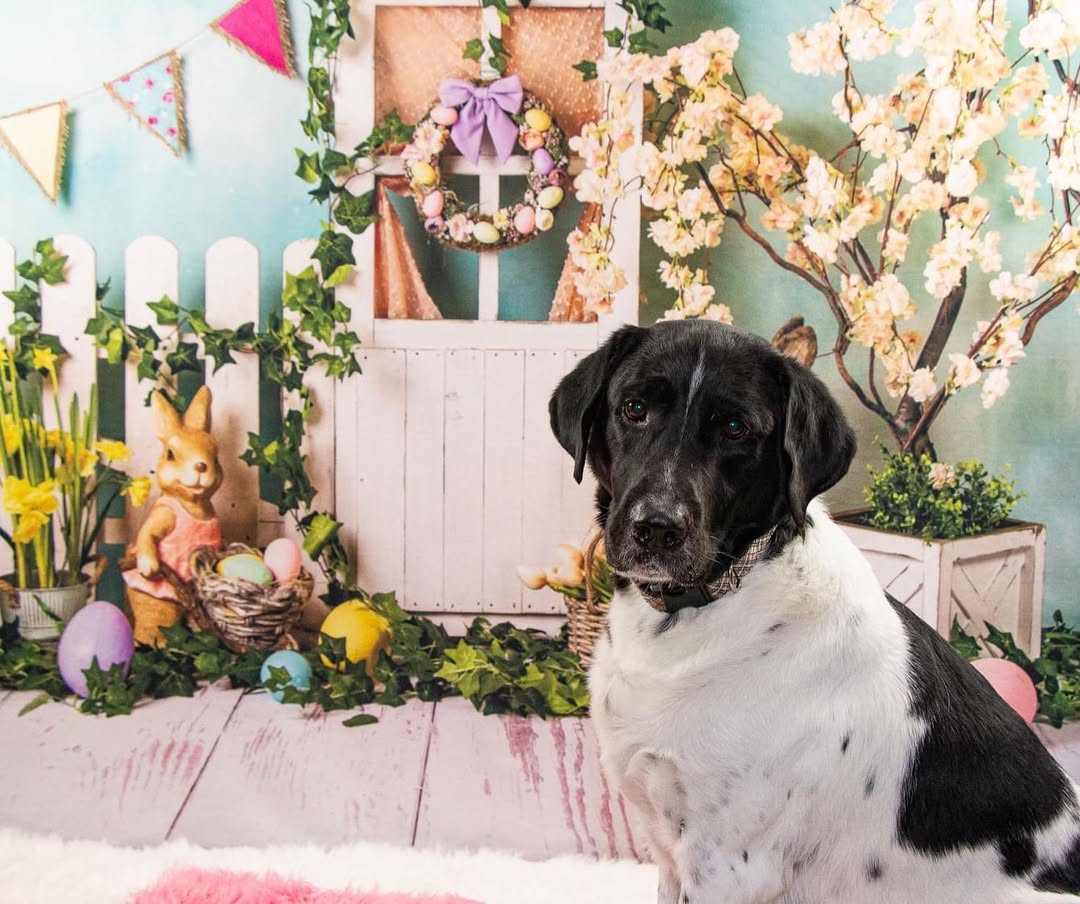 Ostern Hasen Eier Häschen Blumen Hintergrund D1053