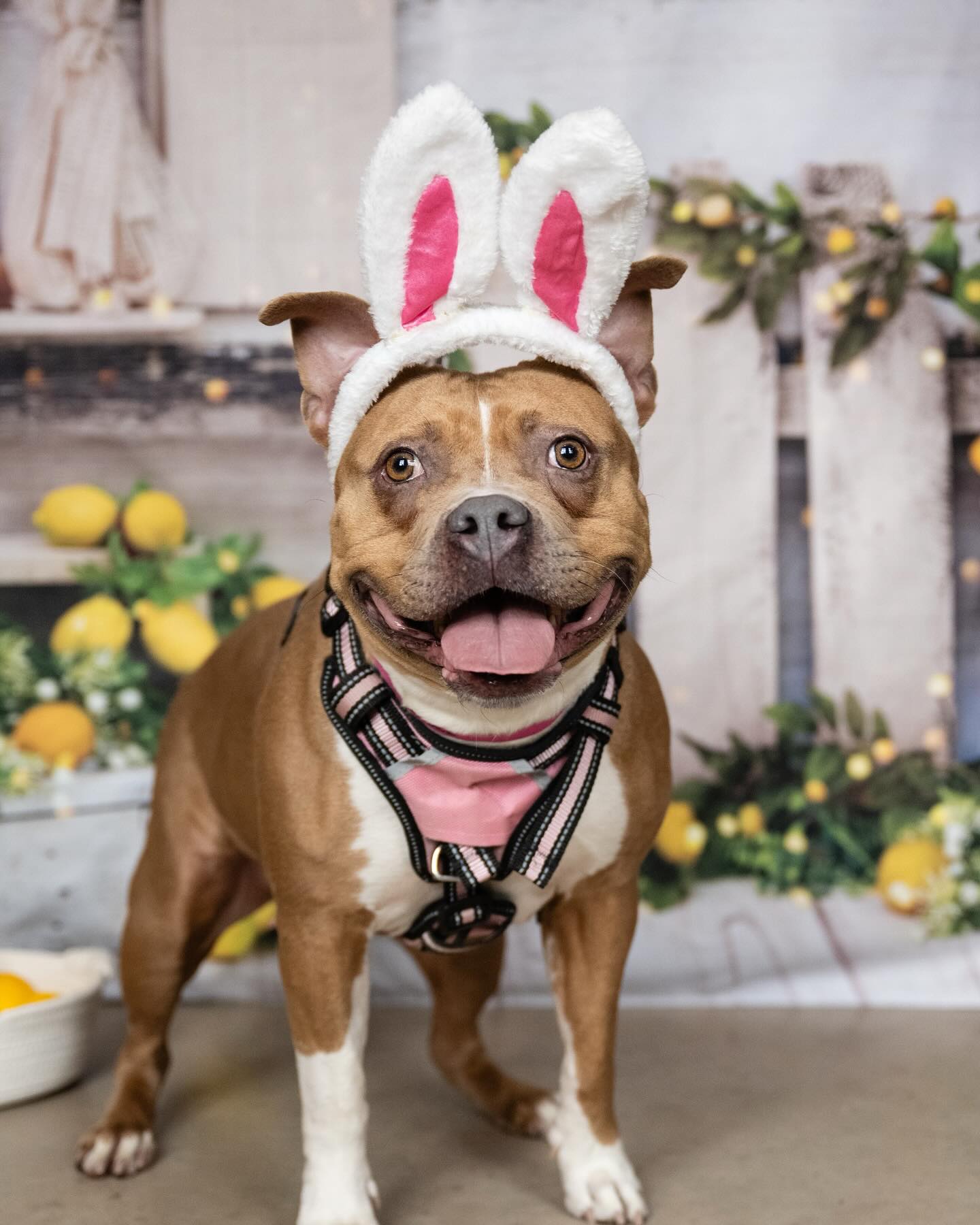 Frühlings Sommer Zitronenbaum Scheunen Hintergrund D1061