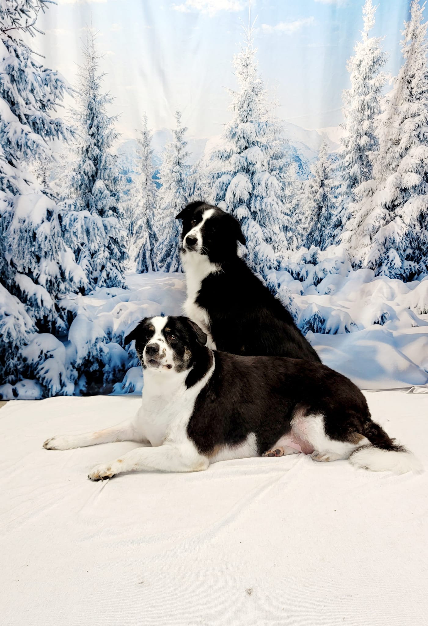 Winter verschneiter Wald weiße Wolke blauer Himmel Landschaft Fotografie Hintergrund lv-1127