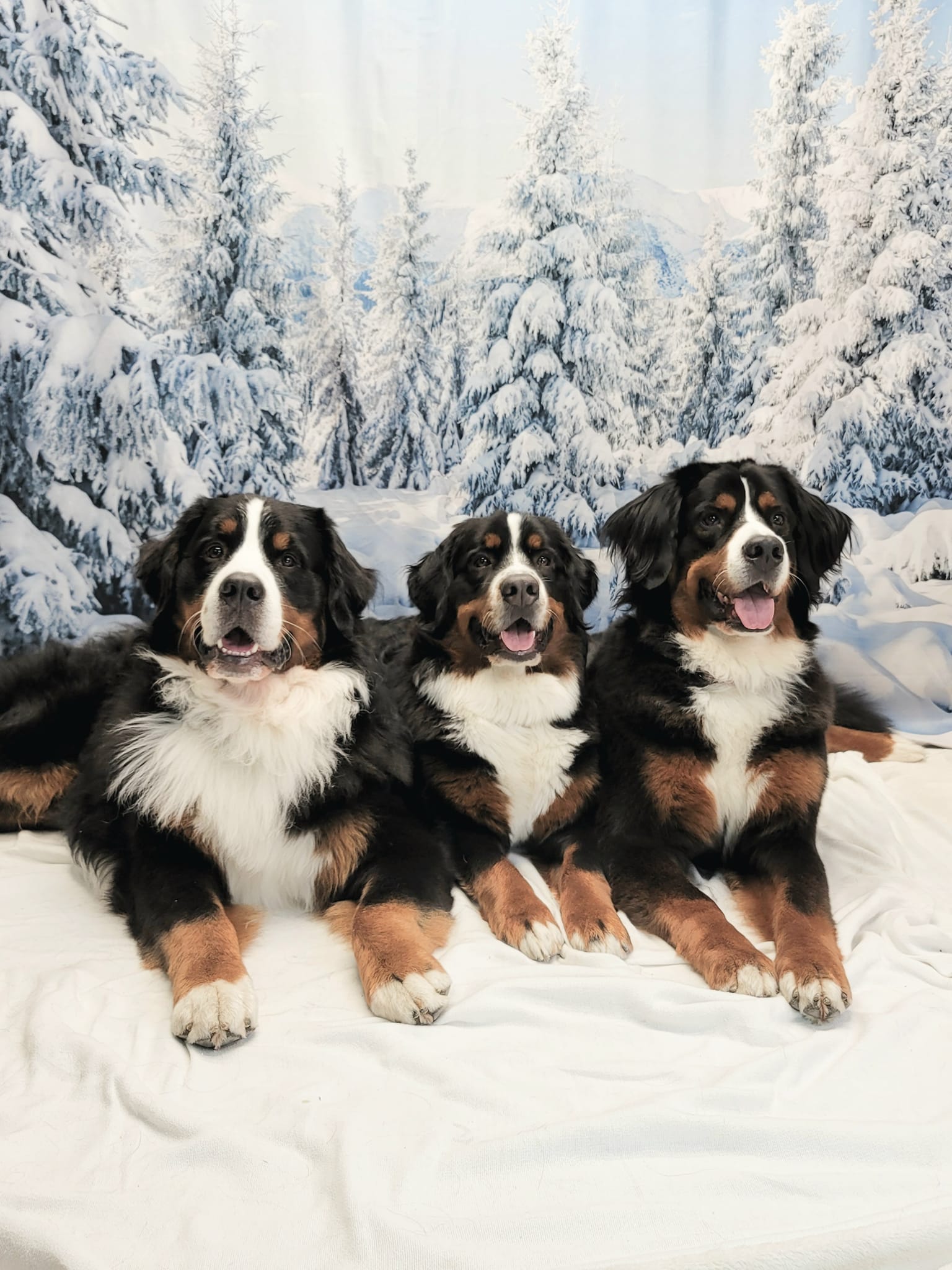 Winter verschneiter Wald weiße Wolke blauer Himmel Landschaft Fotografie Hintergrund lv-1127