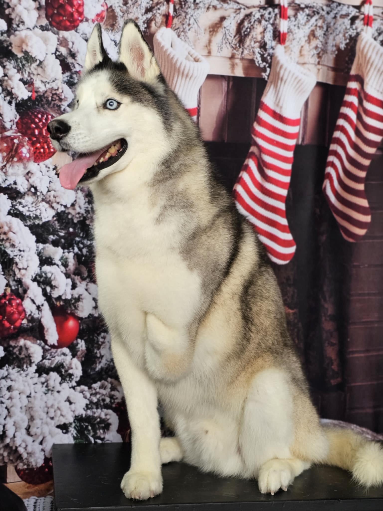 Weihnachtsbaum-Kamin-Dekoration-Hintergrund für Fotoshooting KAT-63