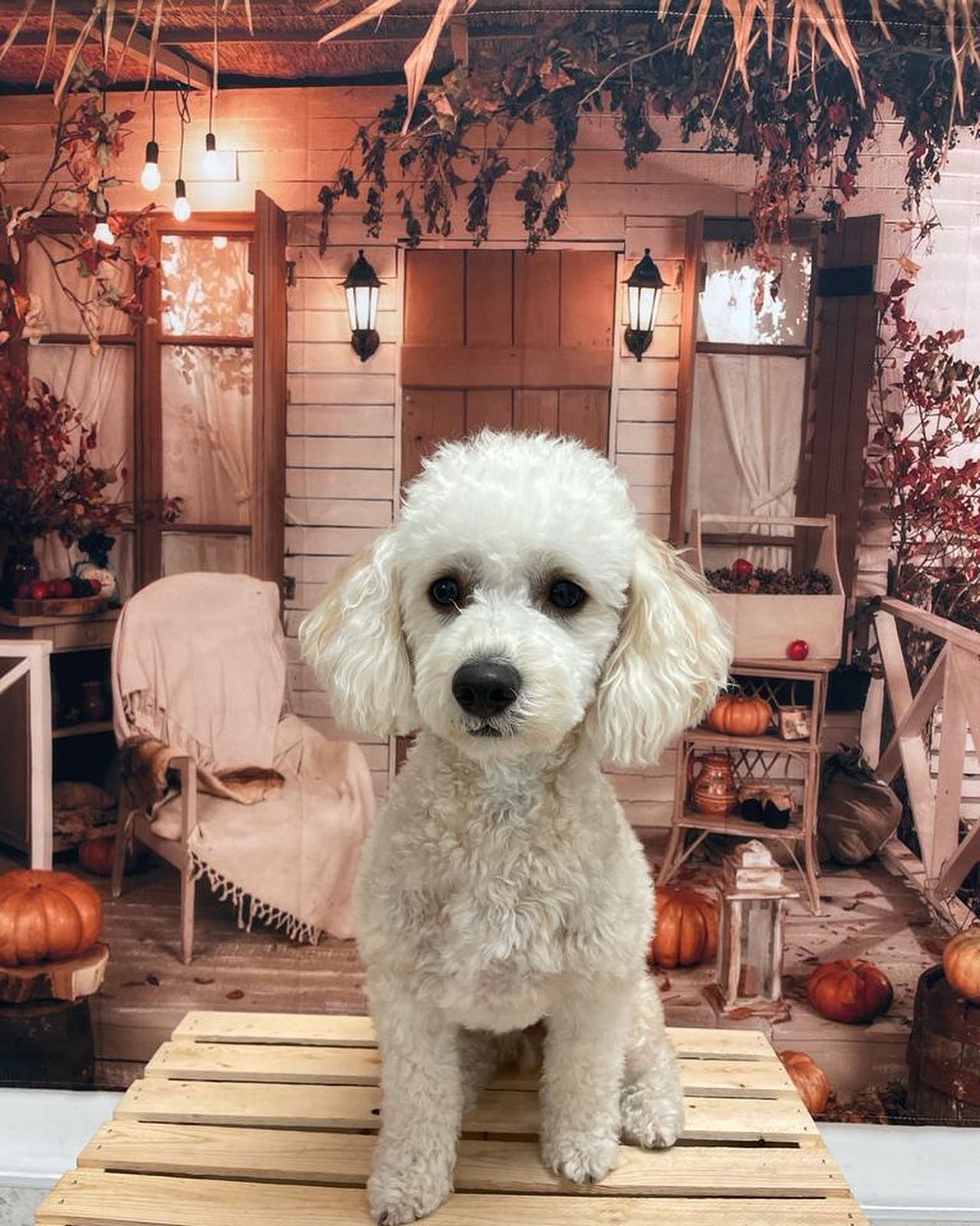 Fotografie-Hintergrund Kürbis-Herbst-Halloween-Hof SH-1096