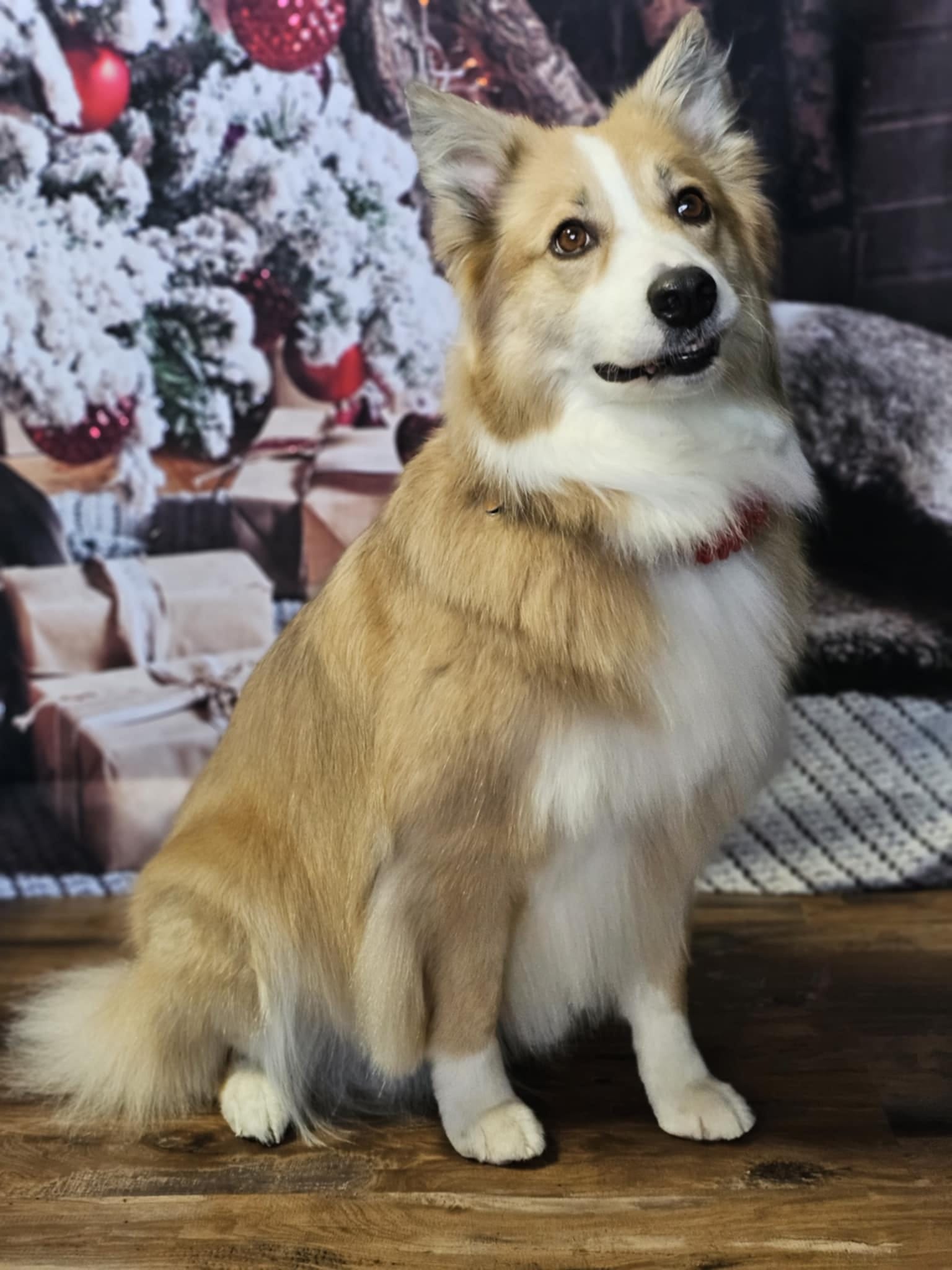 Weihnachtsbaum-Kamin-Dekoration-Hintergrund für Fotoshooting KAT-63