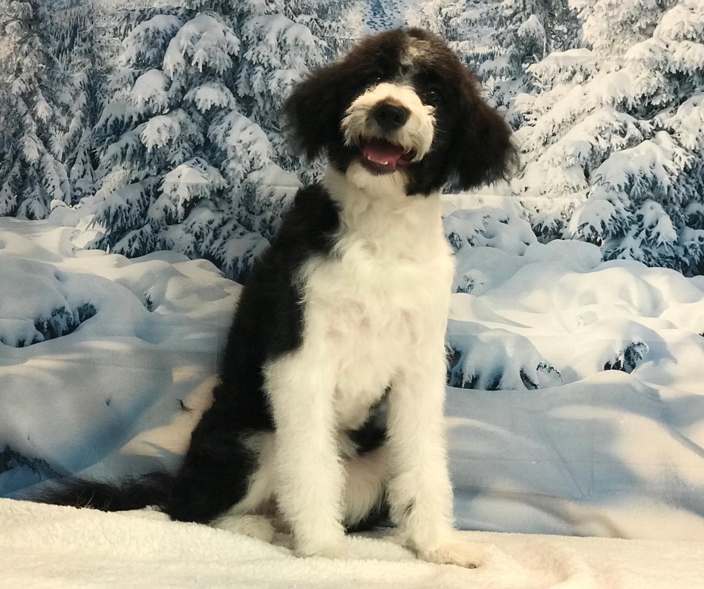 Winter verschneiter Wald weiße Wolke blauer Himmel Landschaft Fotografie Hintergrund lv-1127