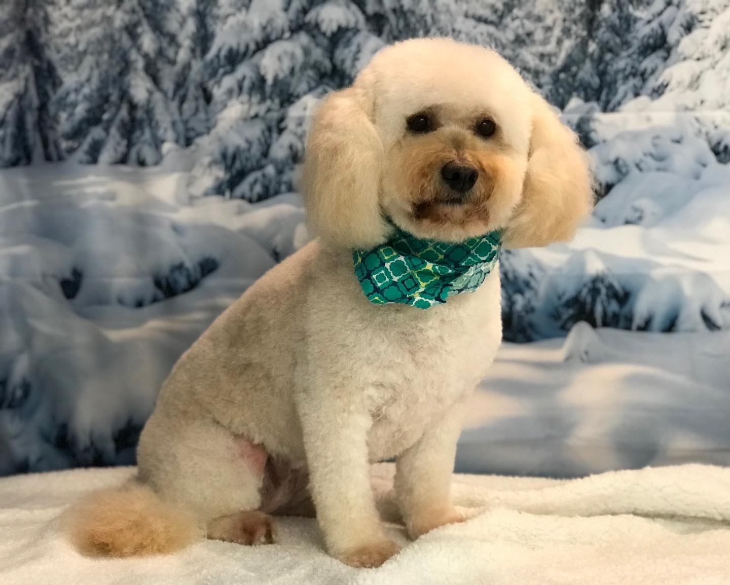 Winter verschneiter Wald weiße Wolke blauer Himmel Landschaft Fotografie Hintergrund lv-1127