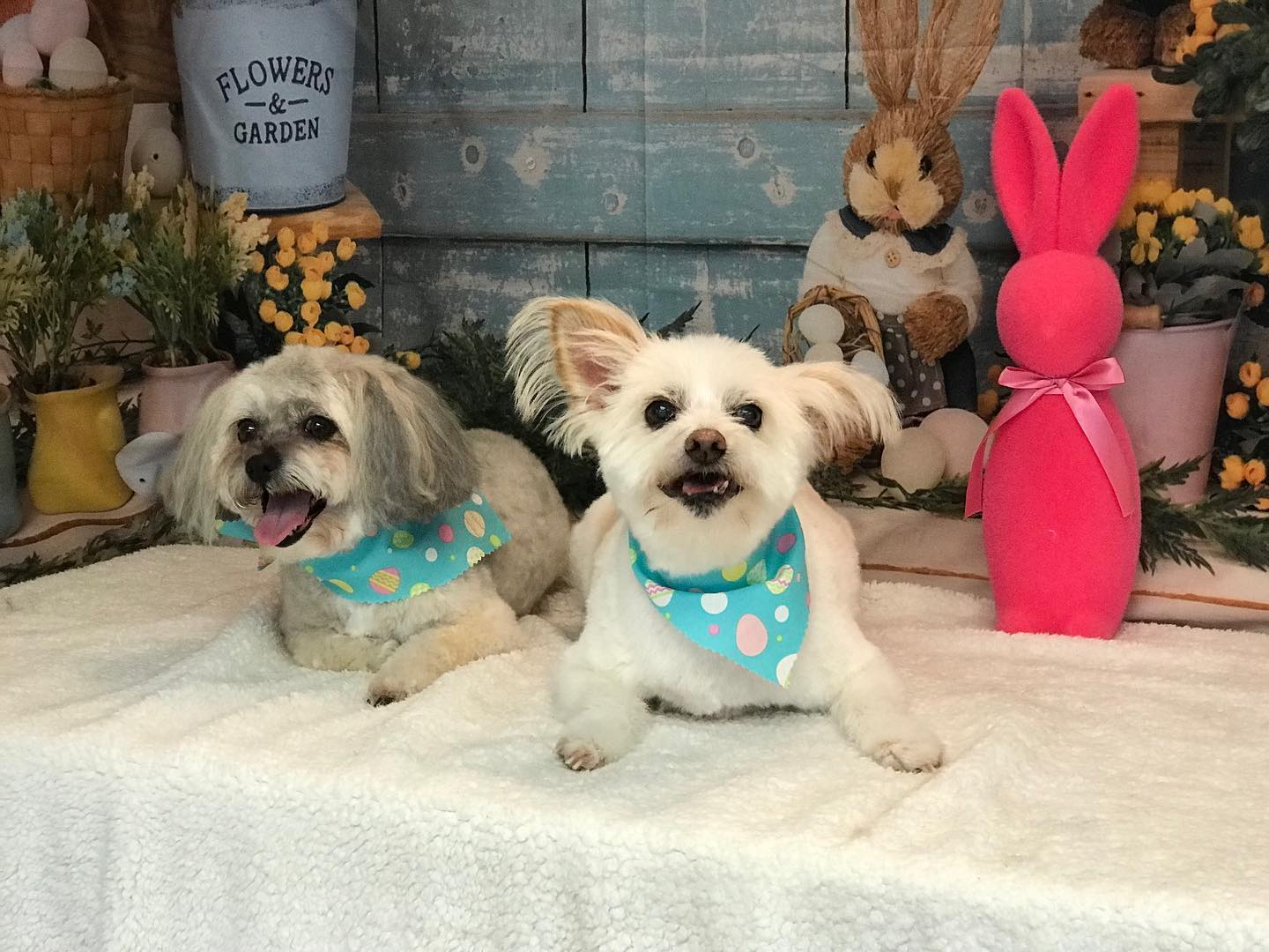 Ostern Kaninchen Eier Korb Hintergrund für Fotoaufnahmen SH-824