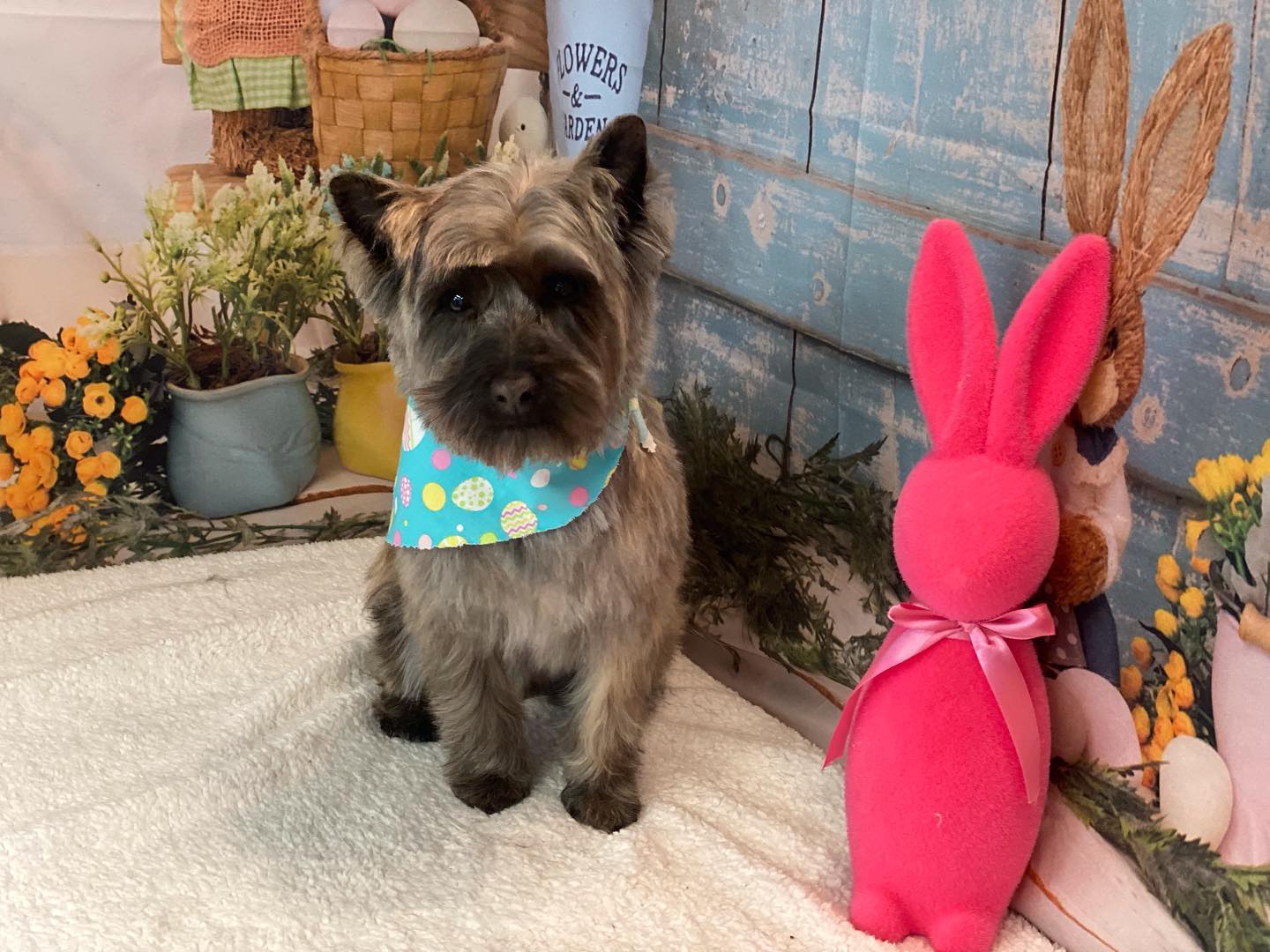 Ostern Kaninchen Eier Korb Hintergrund für Fotoaufnahmen SH-824