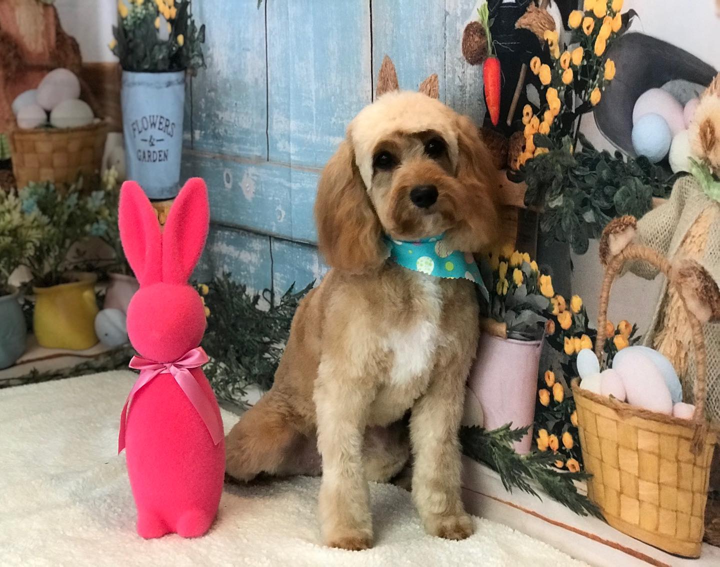 Ostern Kaninchen Eier Korb Hintergrund für Fotoaufnahmen SH-824