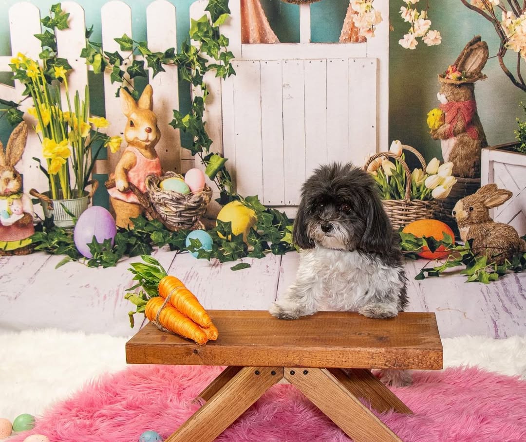 Ostern Hasen Eier Häschen Blumen Hintergrund D1053