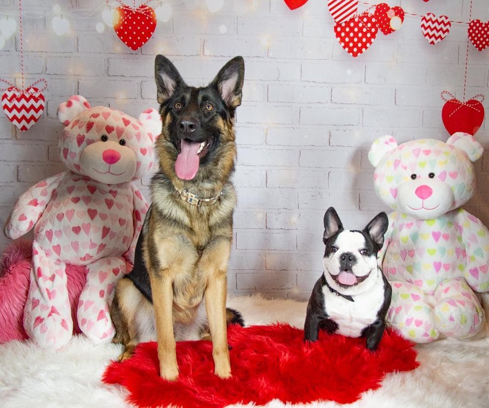 Brick Hearts Lights Backdrops für Valentinstag Fotoshooting D691