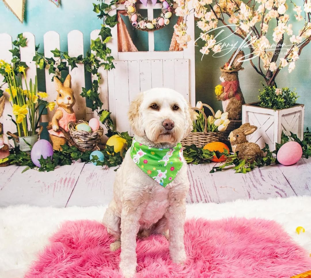 Ostern Hasen Eier Häschen Blumen Hintergrund D1053