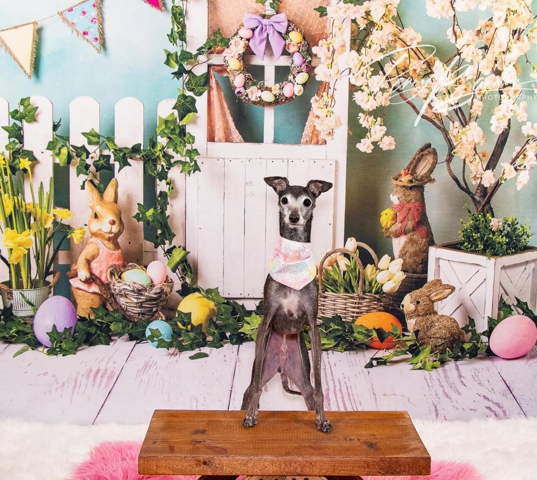 Ostern Hasen Eier Häschen Blumen Hintergrund D1053