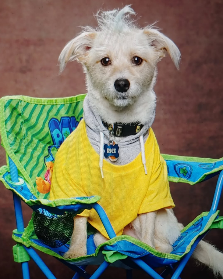 Abstrakte schwarze braune Retro-Textur-Studio-Hintergrund für die Fotografie DHP-498