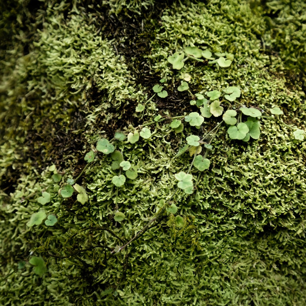 Fotografie Boden Backdrops Lebendig Grünes Moos Boden Backdrop BRP1-528