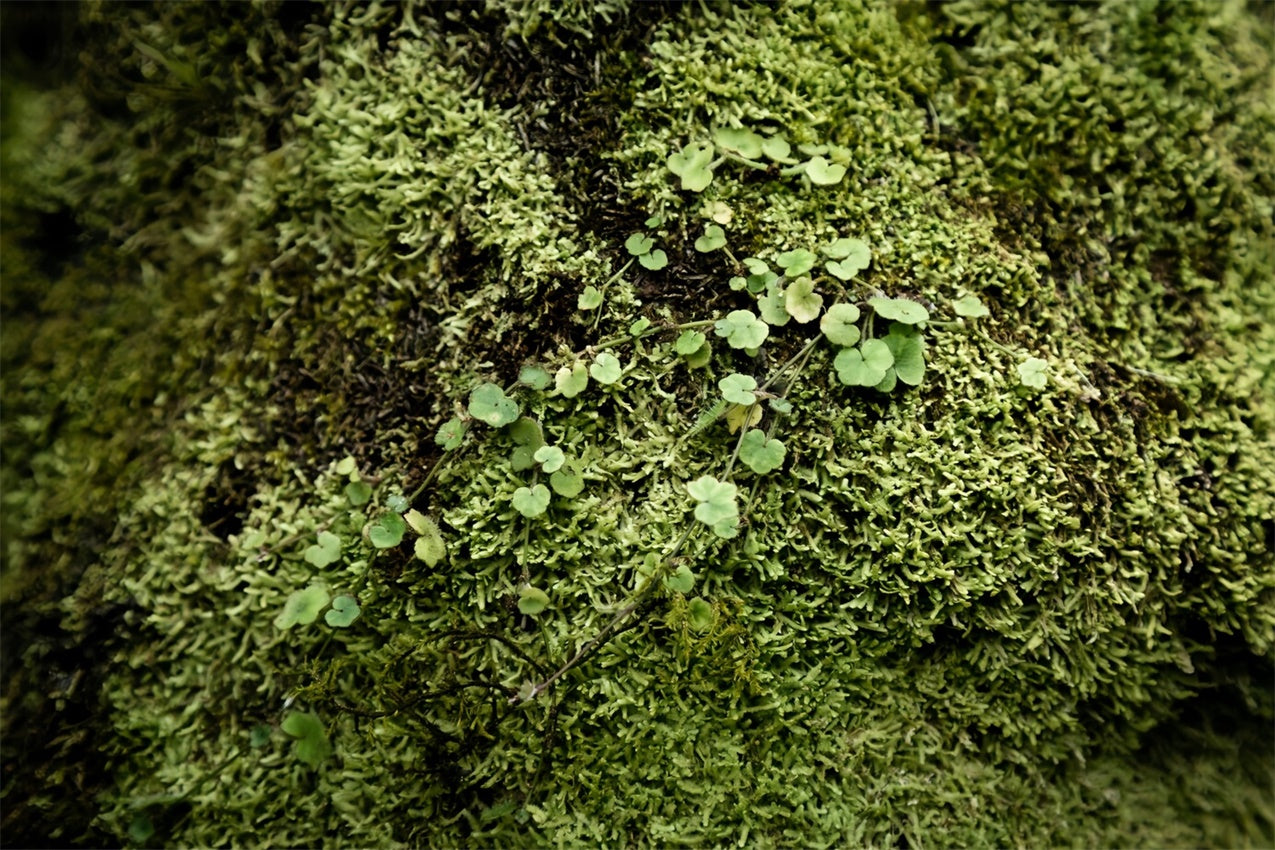 Fotografie Boden Backdrops Lebendig Grünes Moos Boden Backdrop BRP1-528