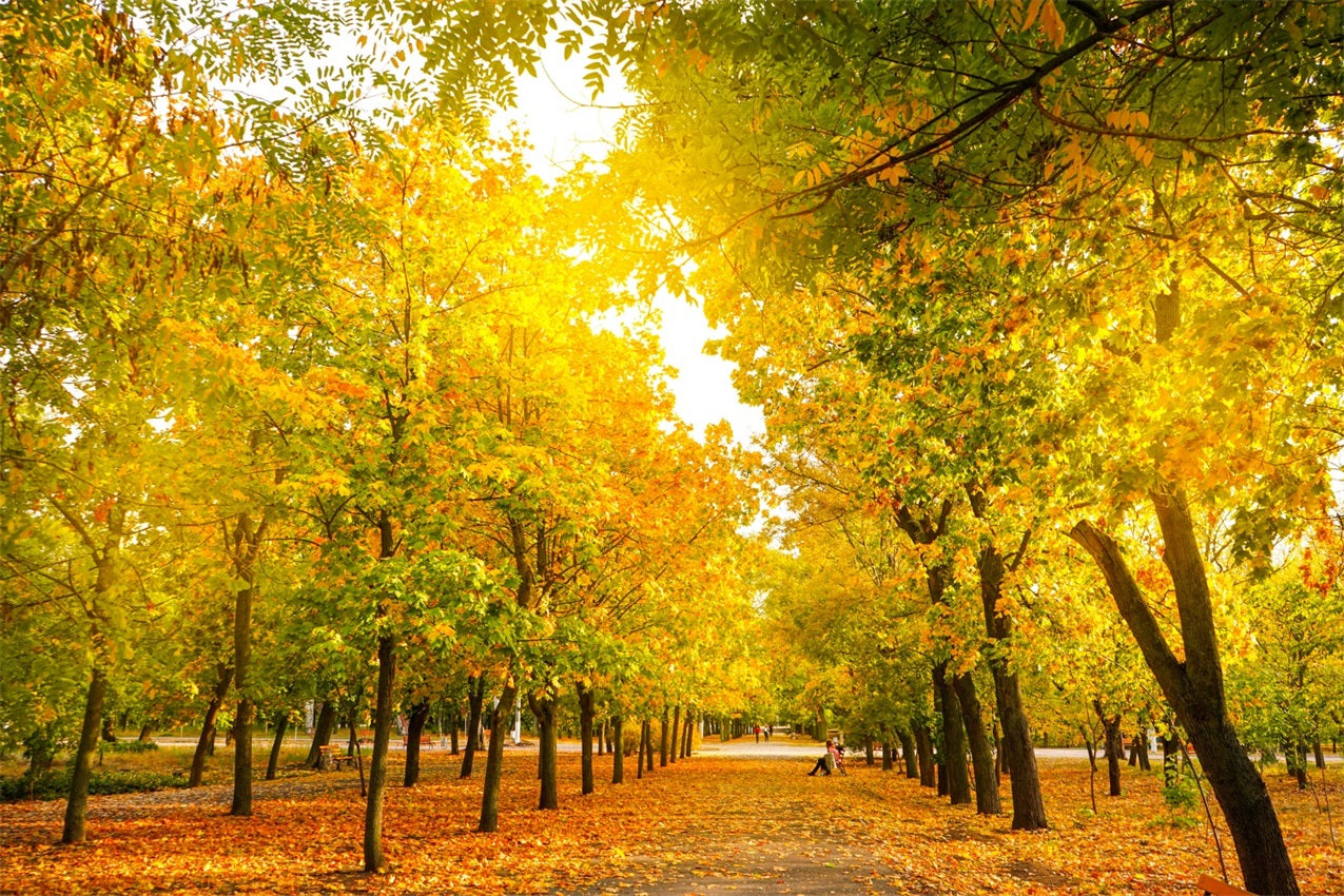 Herbstblätter Hintergrund Herbst Bäume Golden Hintergrund BRP10-234