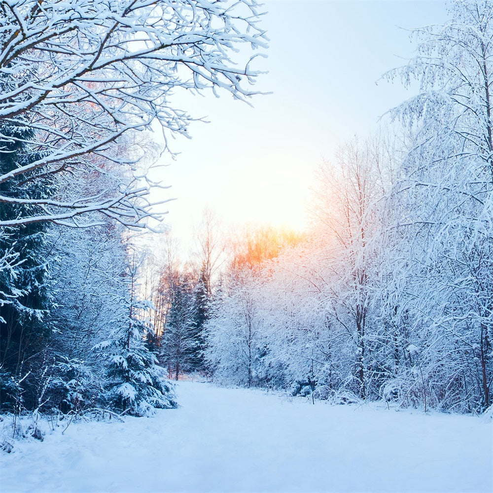 Winter Wonderland Verschneite Landschaft Sonnenlicht Hintergrund BRP11-1