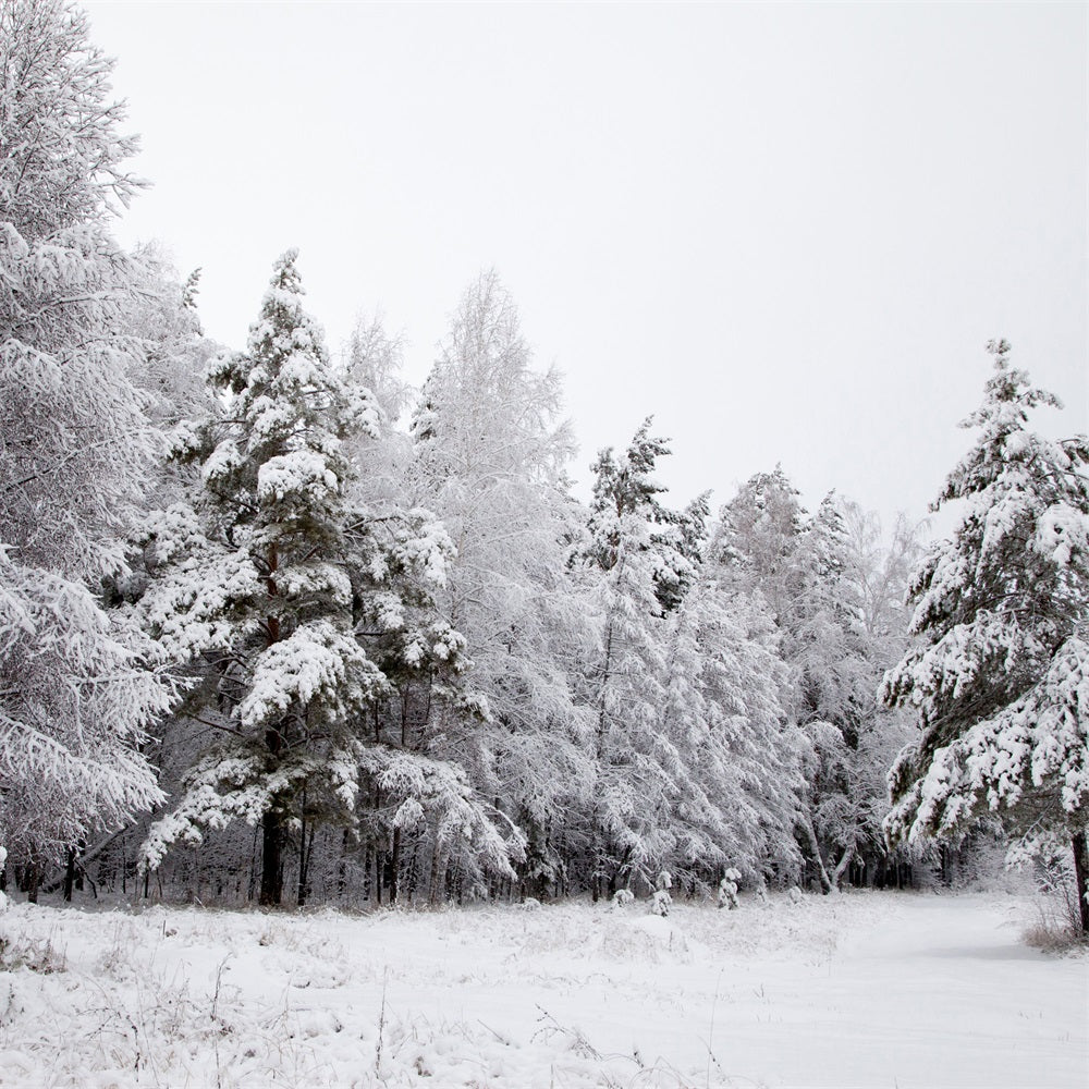 Winter Hintergrund Verschneite Landschaft Eisige Zweige Hintergrund BRP11-4