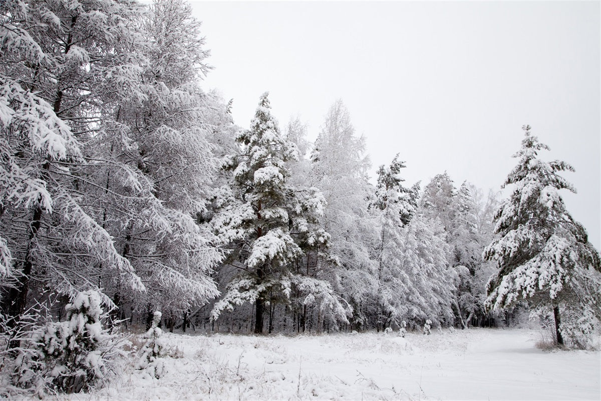 Winter Hintergrund Verschneite Landschaft Eisige Zweige Hintergrund BRP11-4