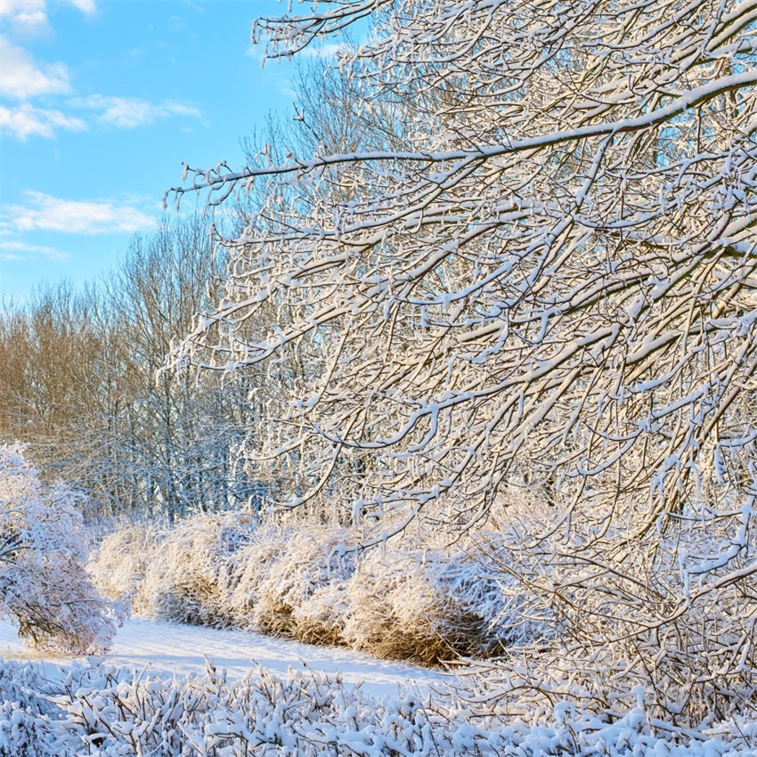 Winter Hintergrund Frostige Zweige Heller Himmel Hintergrund BRP11-68