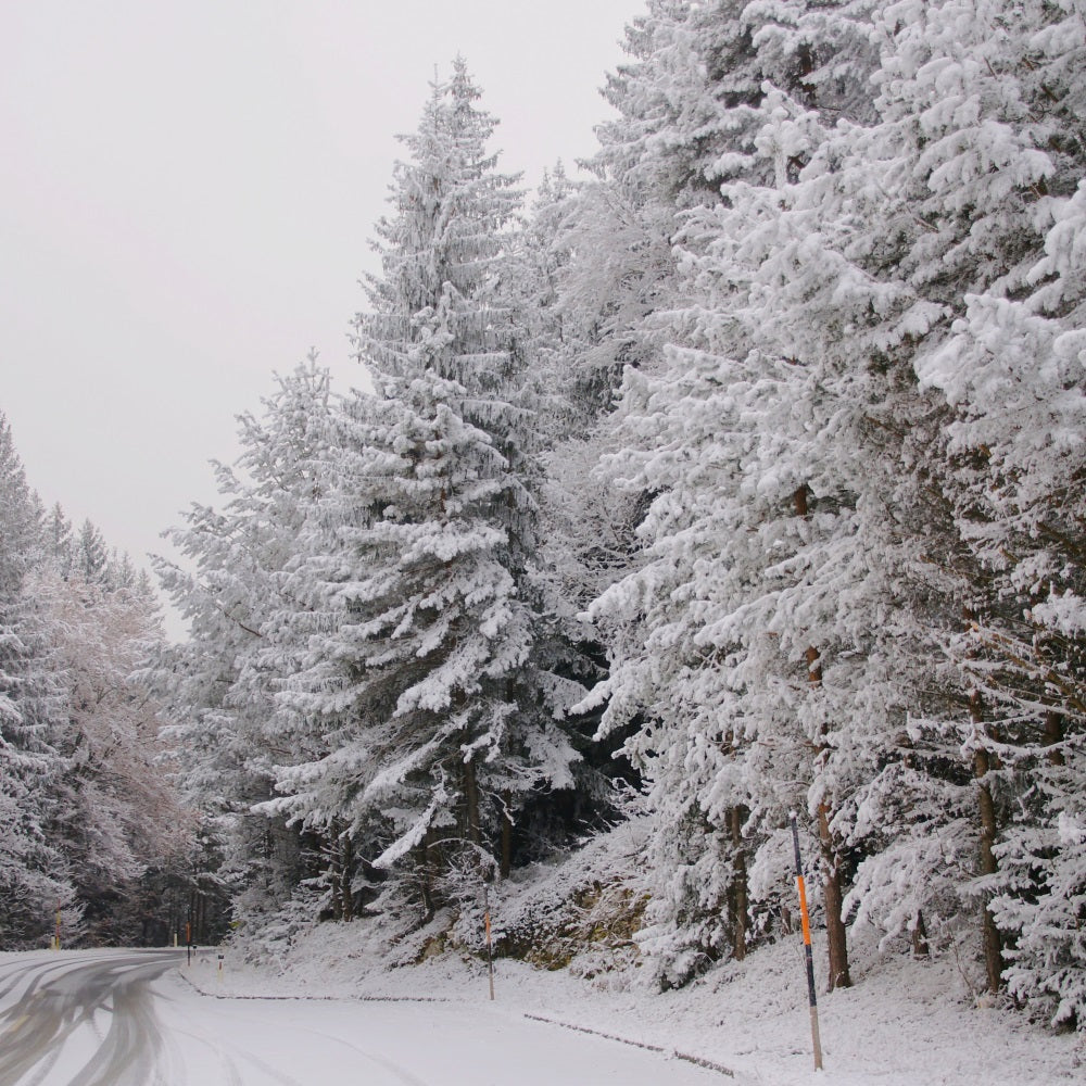 Winter Wonderland Hintergrund Pathway Snow-Capped Pines Hintergrund BRP11-69