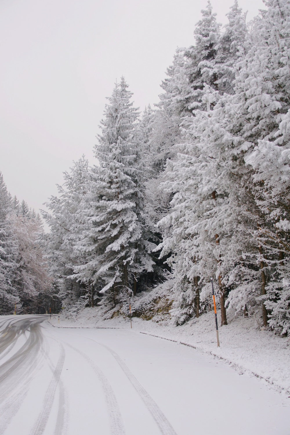 Winter Wonderland Hintergrund Pathway Snow-Capped Pines Hintergrund BRP11-69