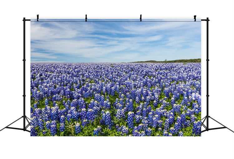 Floral Fotografie Hintergrund Wildblumen Wiese Blauer Himmel Hintergrund BRP2-94