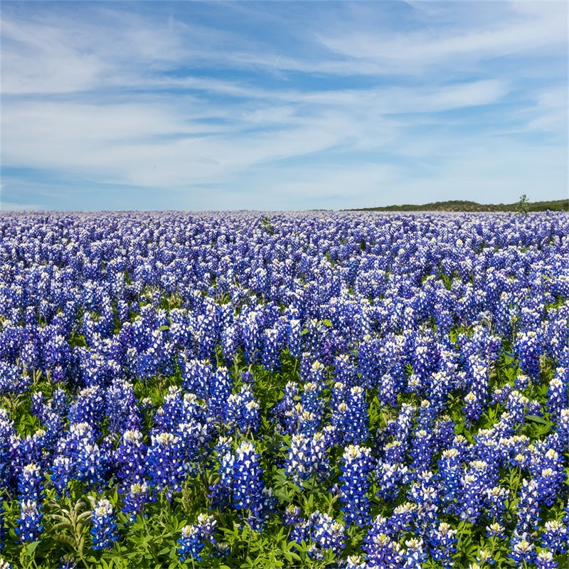 Floral Fotografie Hintergrund Wildblumen Wiese Blauer Himmel Hintergrund BRP2-94