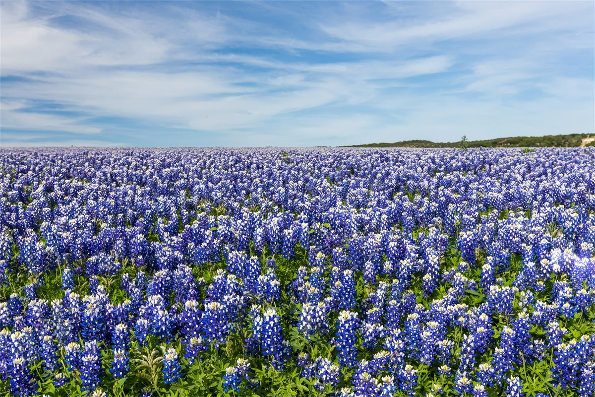 Floral Fotografie Hintergrund Wildblumen Wiese Blauer Himmel Hintergrund BRP2-94