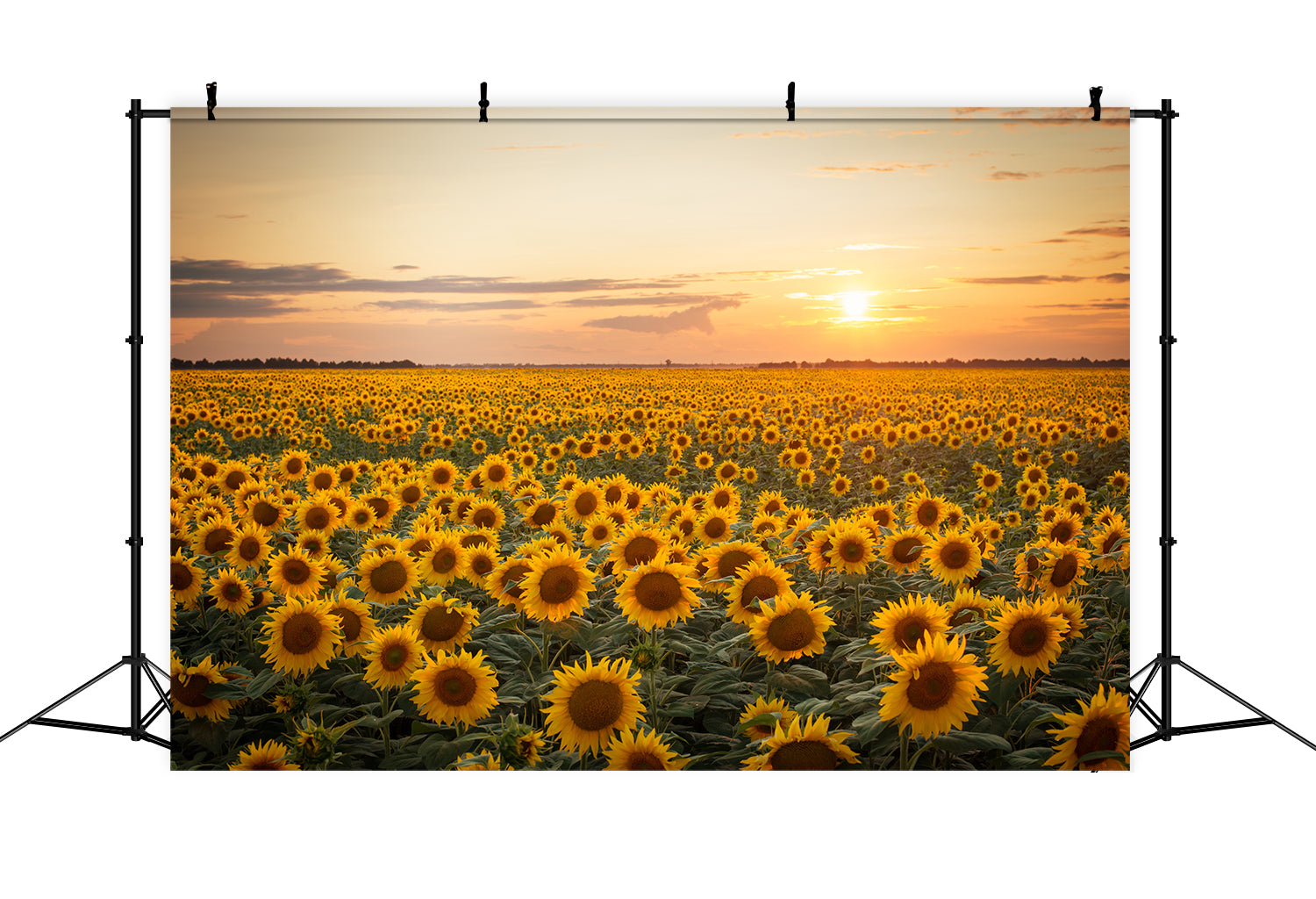Herbst Sonnenblume Sonnenuntergang Fotografie Hintergrund BRP7-118