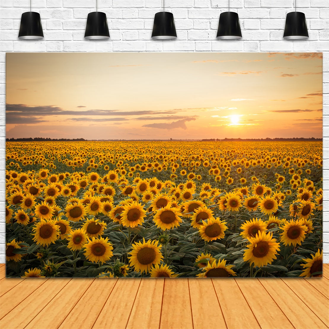 Herbst Sonnenblume Sonnenuntergang Fotografie Hintergrund BRP7-118