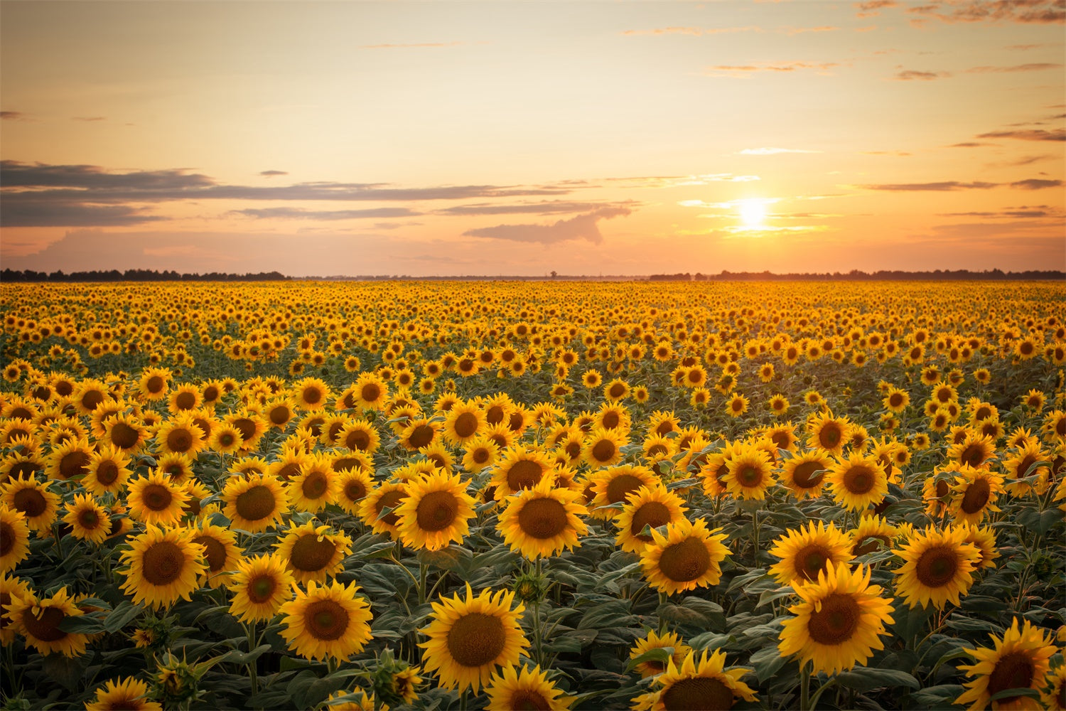 Herbst Sonnenblume Sonnenuntergang Fotografie Hintergrund BRP7-118