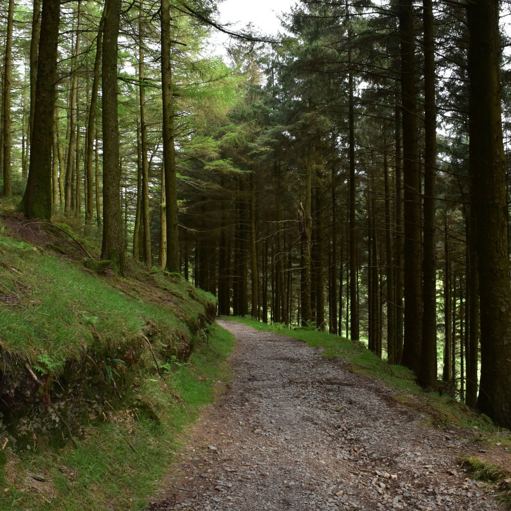 Wald-Fotohintergrund Rustikaler Wald-Kiesweg-Hintergrund CJJ2-118